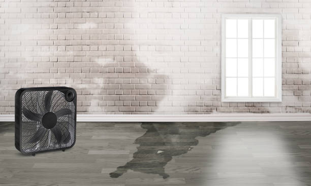 Carpet water damage restoration in Essex, MD